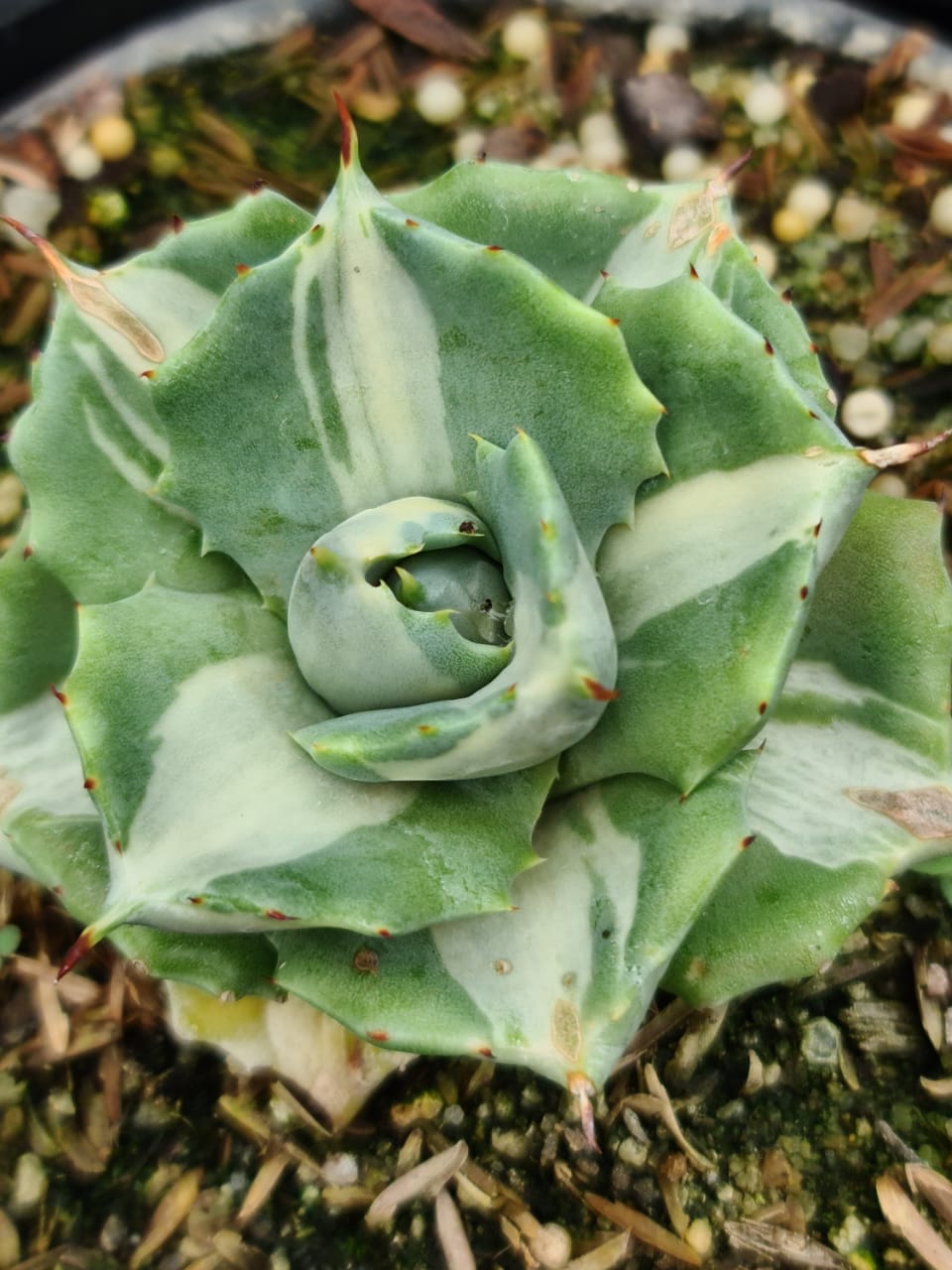 Agave Ohi Raijin Variegata | Coleção Rosa do Deserto | Apolô