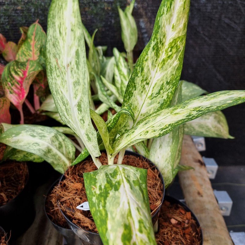 aglaonema pseudo bracteatum AGLAONEMA PSEUDOBRACTEATUM