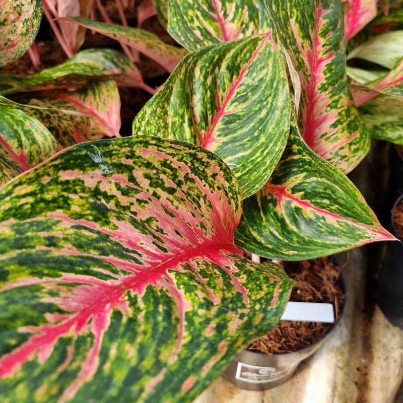 AGLAONEMA RED EMERALD