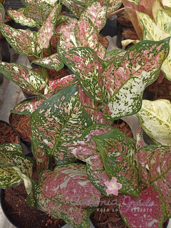 aglaonema brasil Aglaonema Tricolor