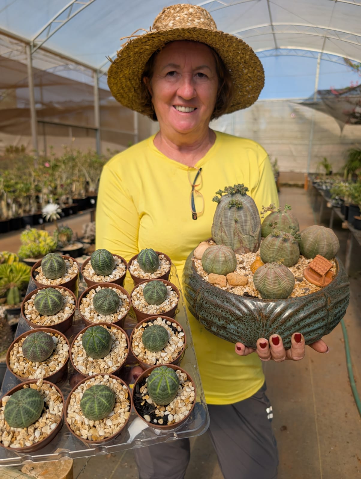 EUPHORBIA OBESA (EUPHORB - Apolonia Grade