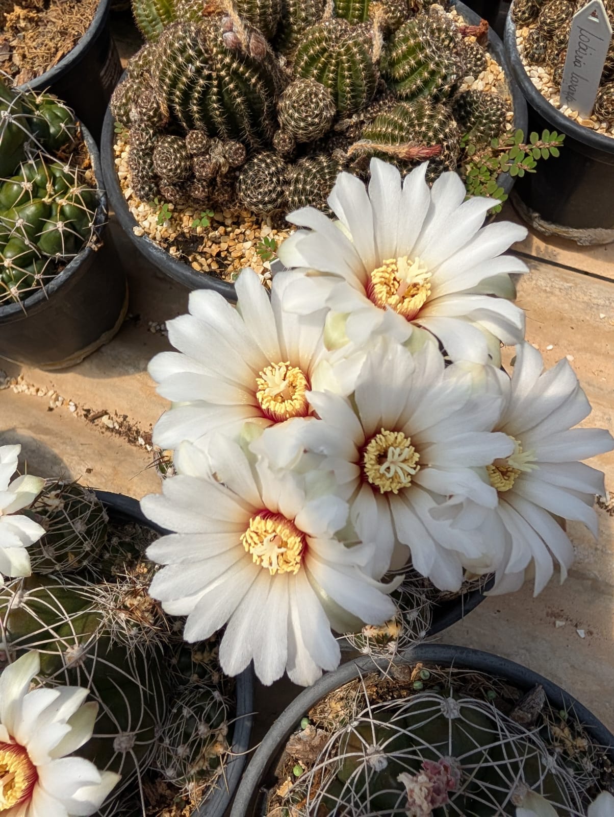 GYMNOCALYCIUM MESOPOTAMICUM
