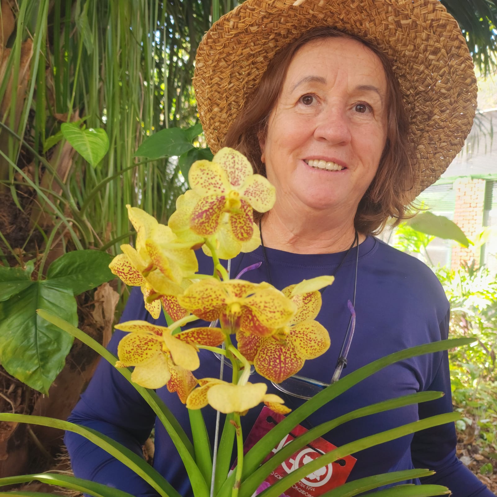 VANDA | ORQUÍDEA AMARELA - PLANTA ADULTA FLORIDA
