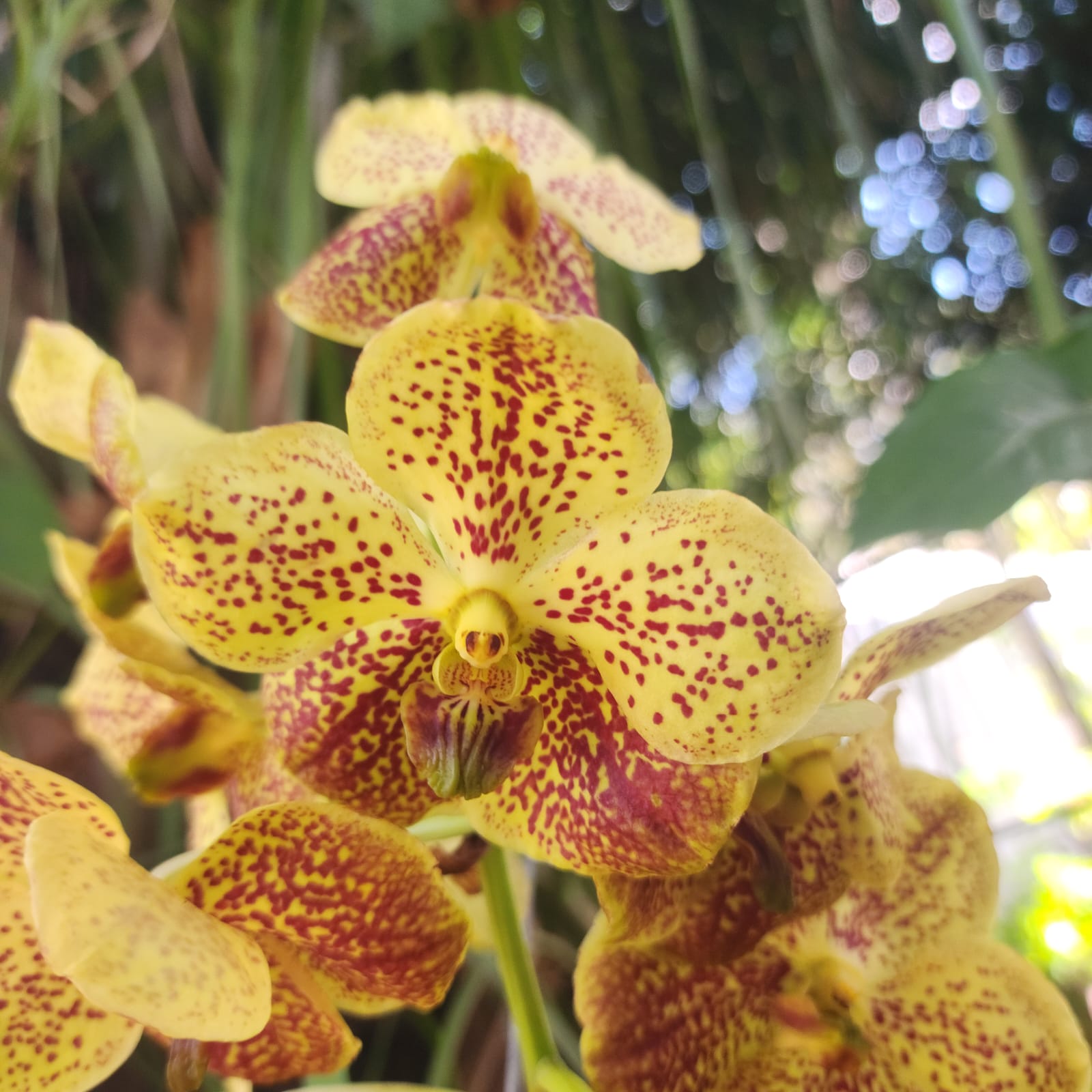 VANDA | ORQUÍDEA AMARELA - PLANTA ADULTA FLORIDA