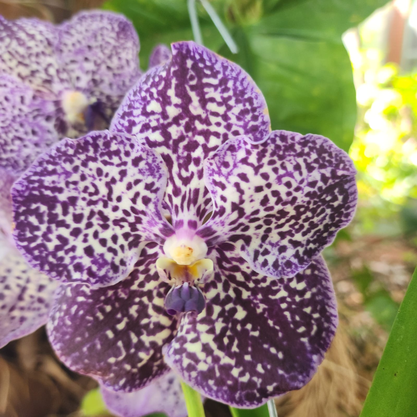 VANDA | ORQUÍDEA ROXA - PLANTA ADULTA FLORIDA