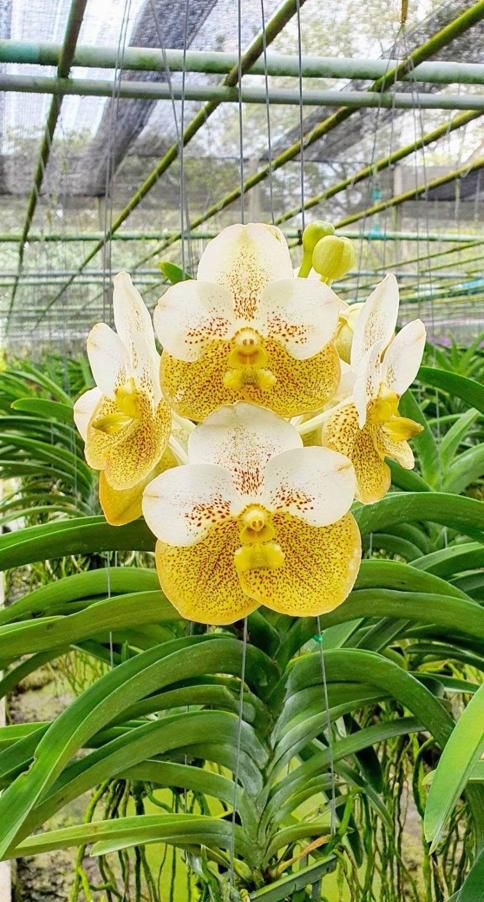 VANDA | ORQUÍDEA AMARELA - MUDAS JOVENS