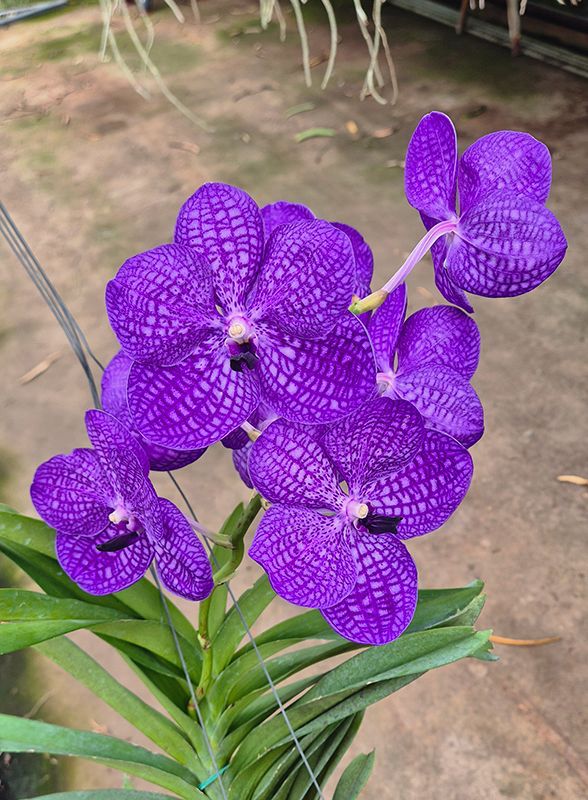 VANDA | ORQUÍDEA AZUL - MUDAS JOVENS