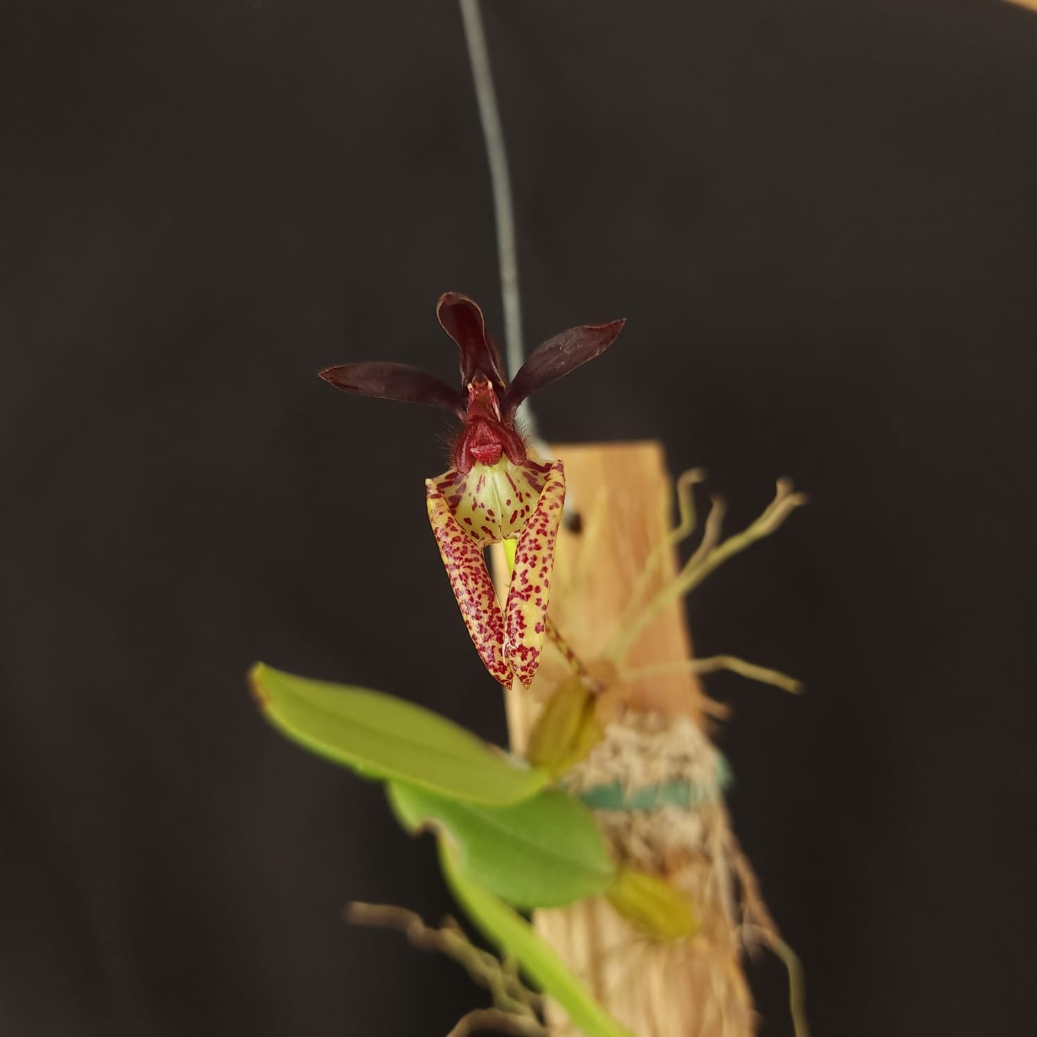 BULBOPHYLLUM LASIOCHILLUM