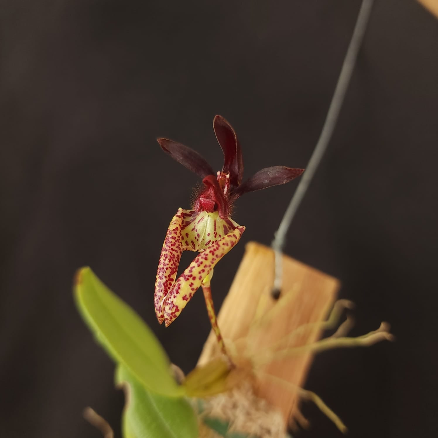 BULBOPHYLLUM LASIOCHILLUM