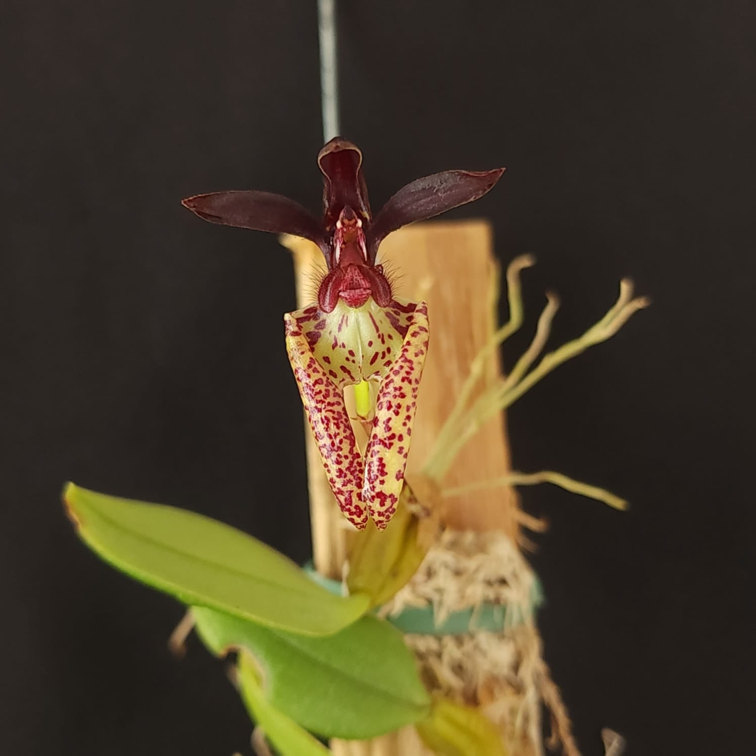BULBOPHYLLUM LASIOCHILLUM