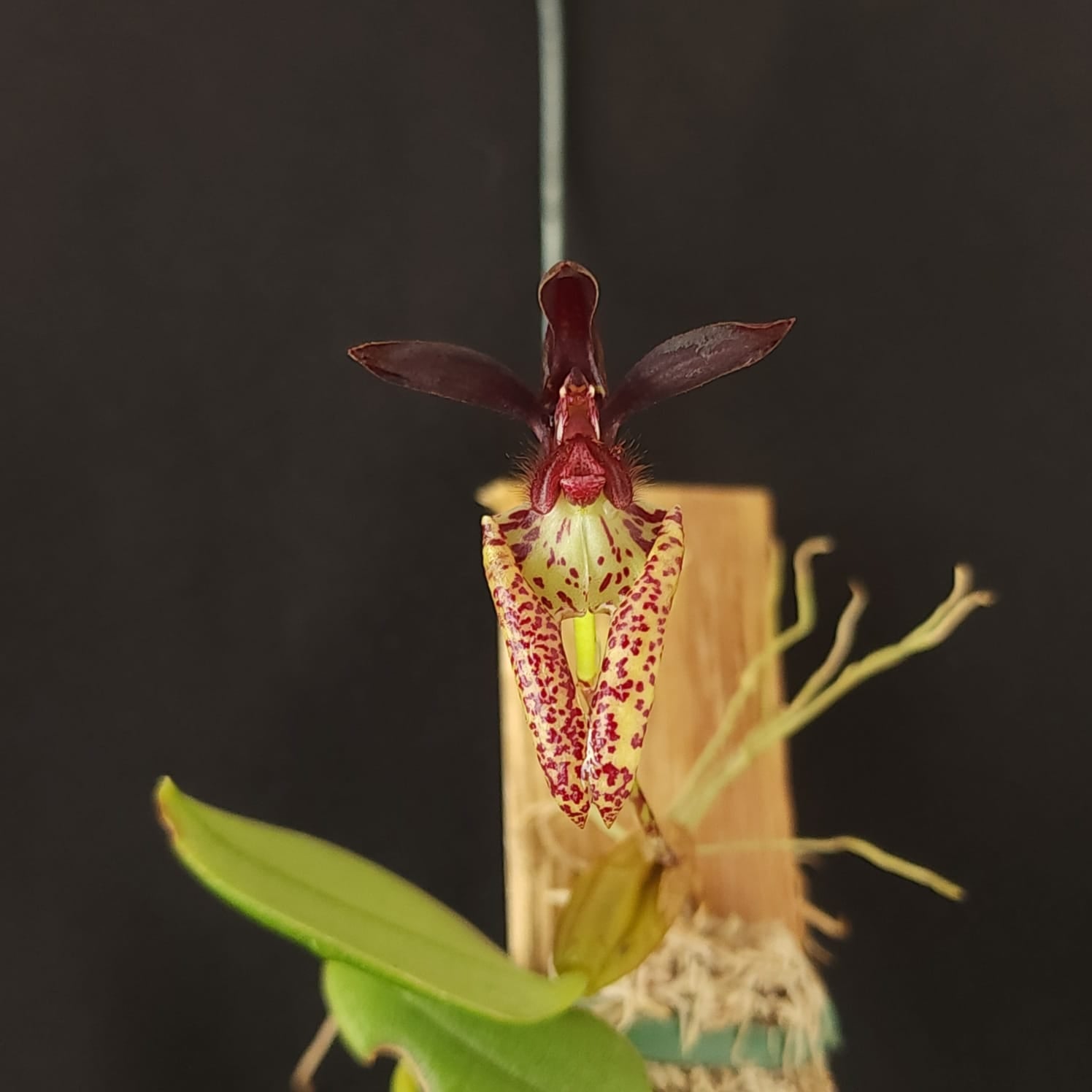 BULBOPHYLLUM LASIOCHILLUM