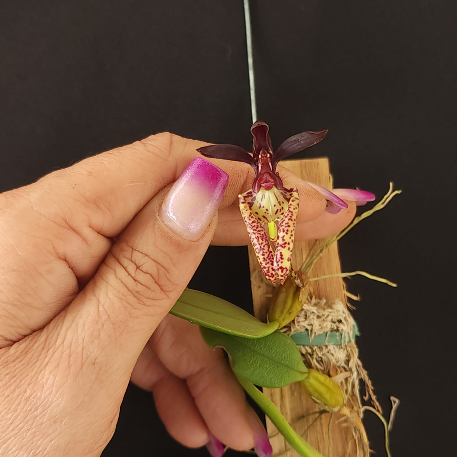 BULBOPHYLLUM LASIOCHILLUM