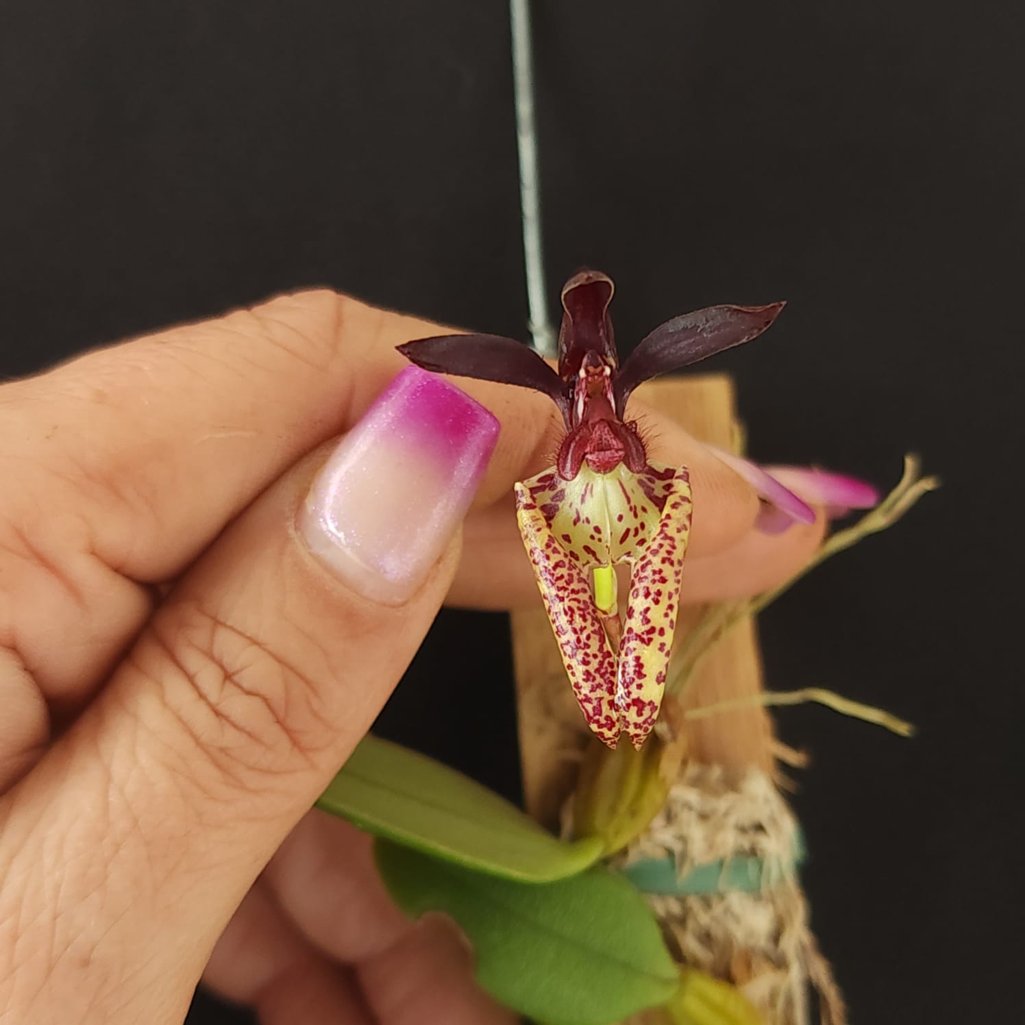 BULBOPHYLLUM LASIOCHILLUM