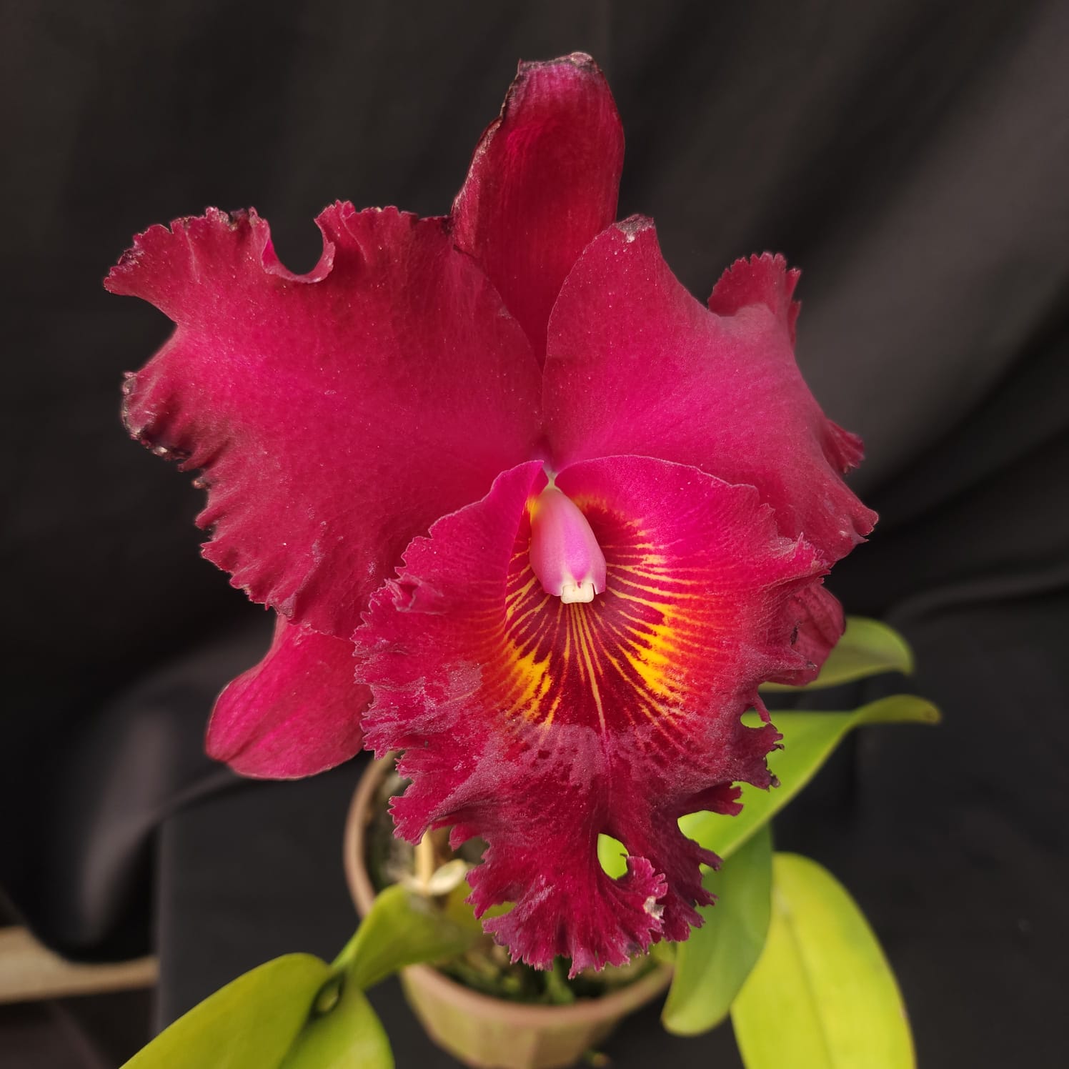 BLC Chia Lin New City | Orquídea Bordô Escuro