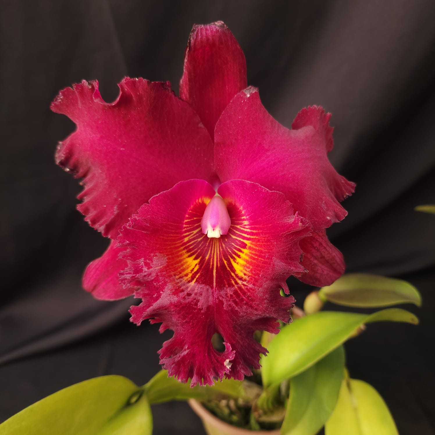 BLC Chia Lin New City | Orquídea Bordô Escuro