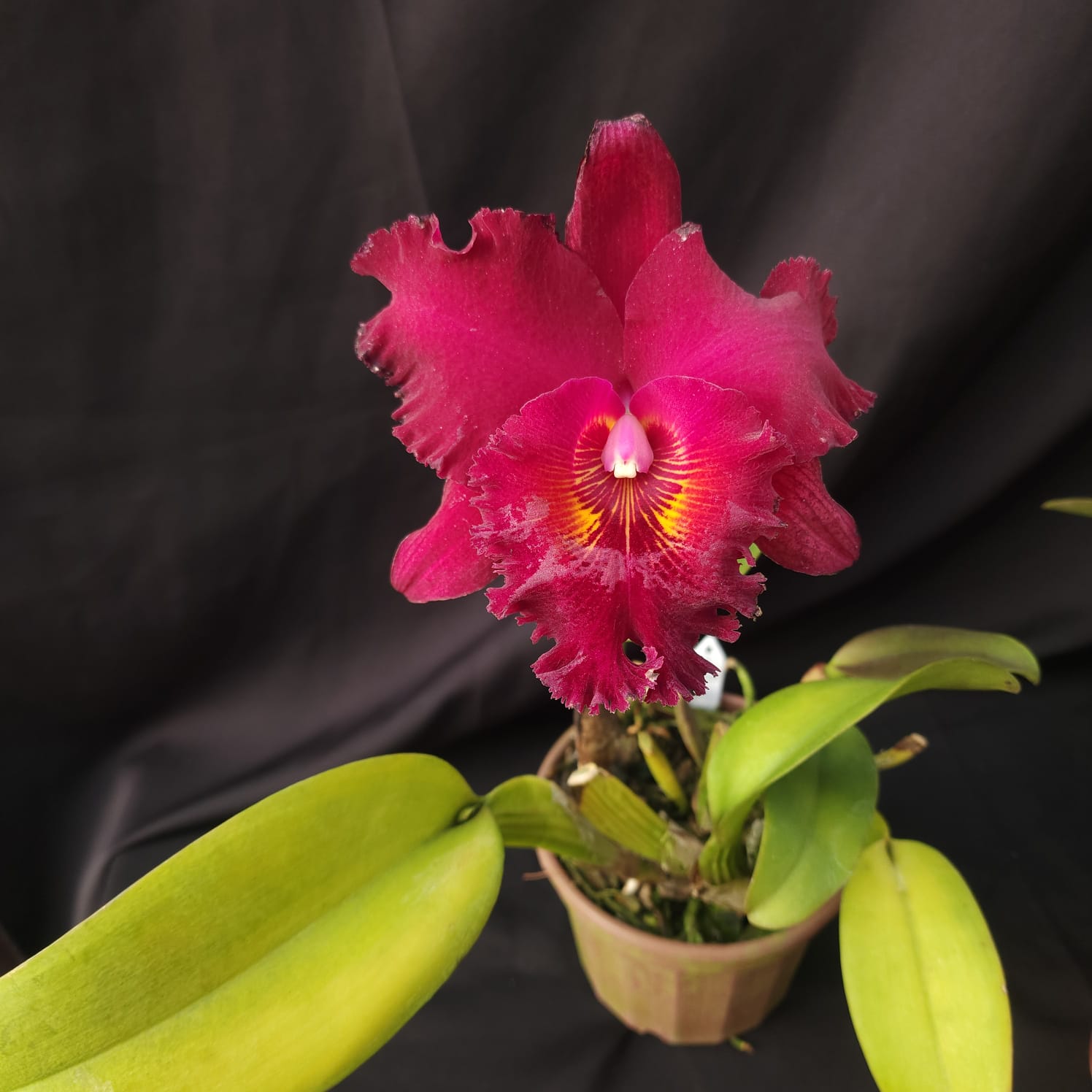 BLC Chia Lin New City | Orquídea Bordô Escuro