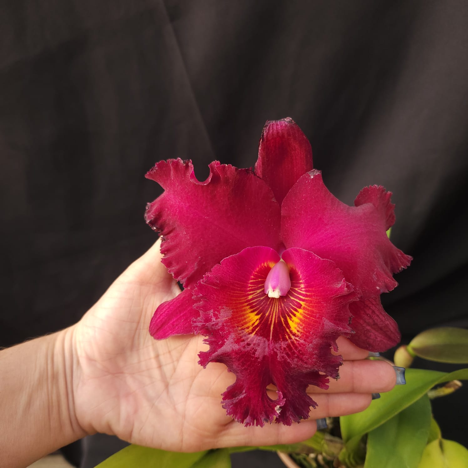 BLC Chia Lin New City | Orquídea Bordô Escuro