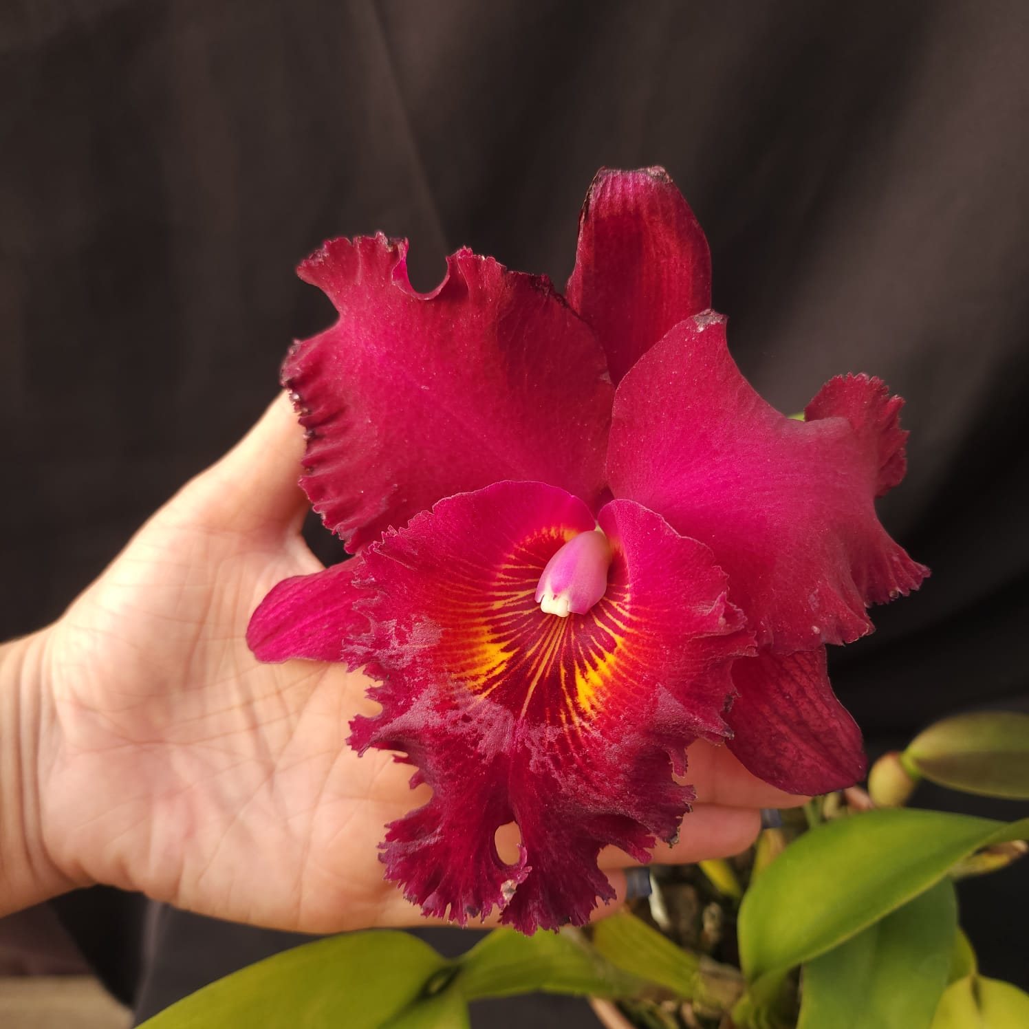 BLC Chia Lin New City | Orquídea Bordô Escuro