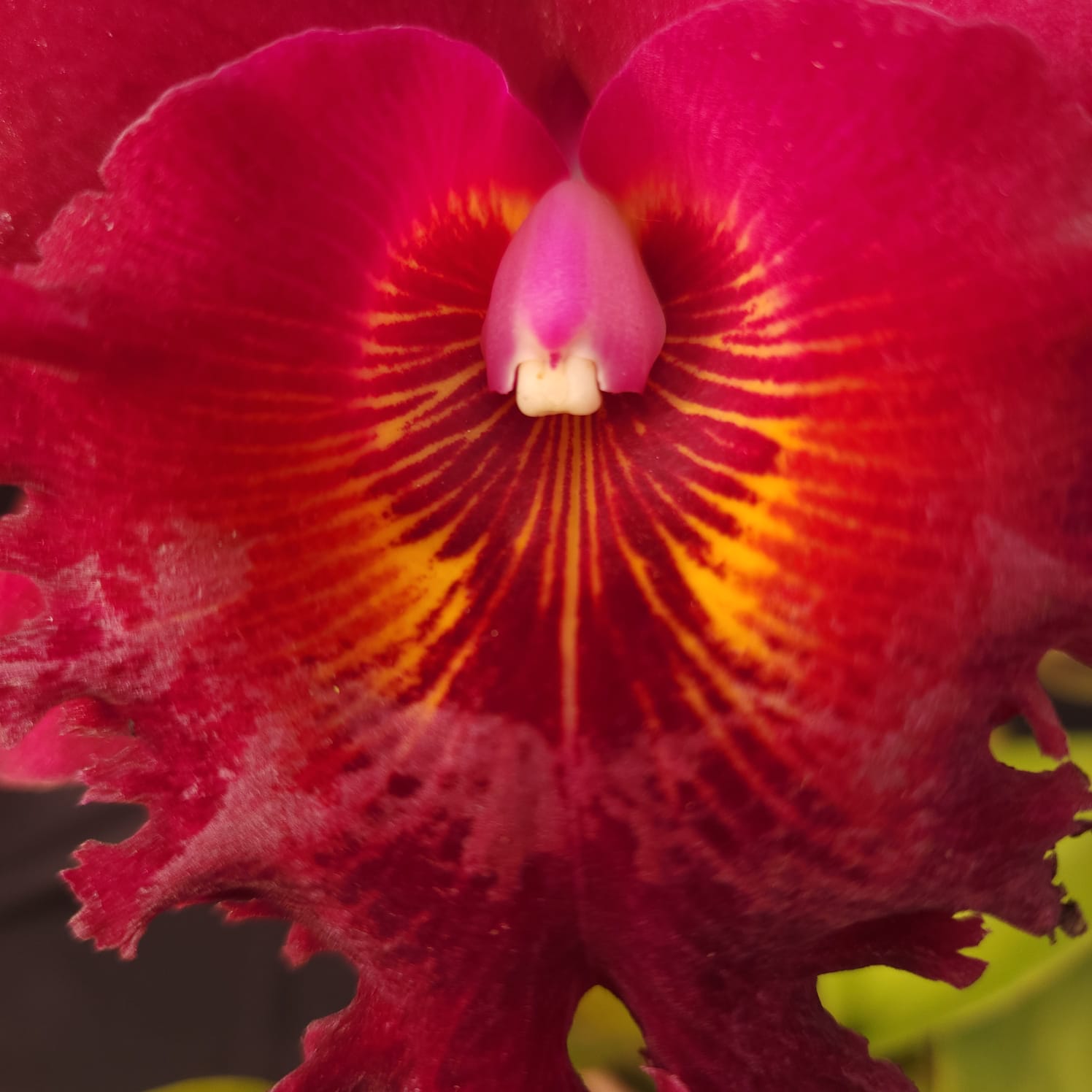 BLC Chia Lin New City | Orquídea Bordô Escuro