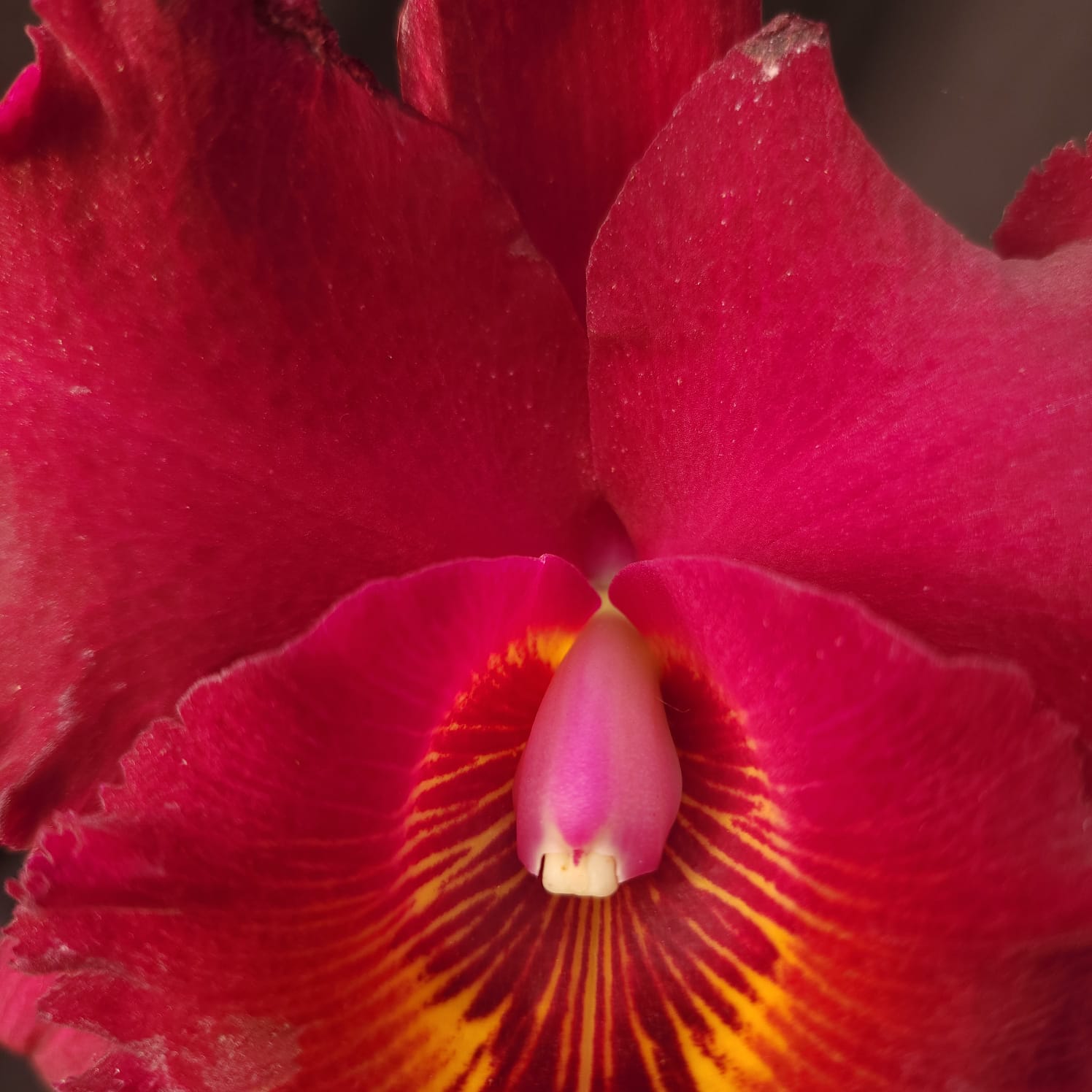 BLC Chia Lin New City | Orquídea Bordô Escuro