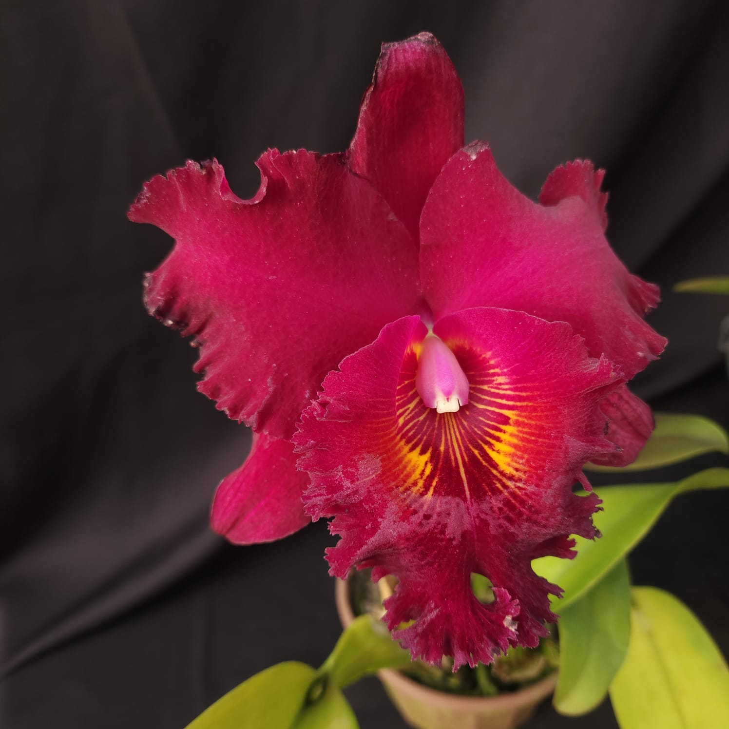 BLC Chia Lin New City | Orquídea Bordô Escuro