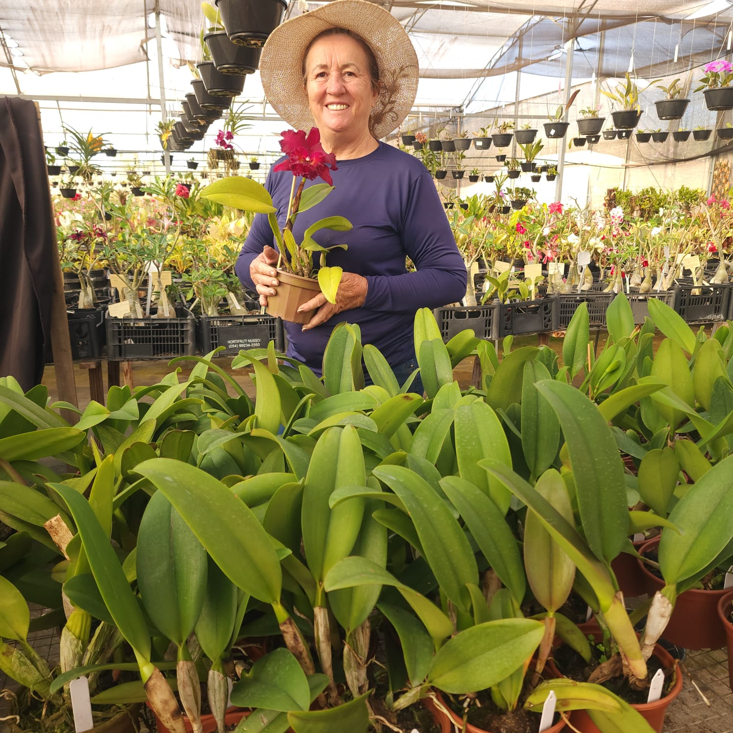BLC Chia Lin New City | Orquídea Bordô Escuro