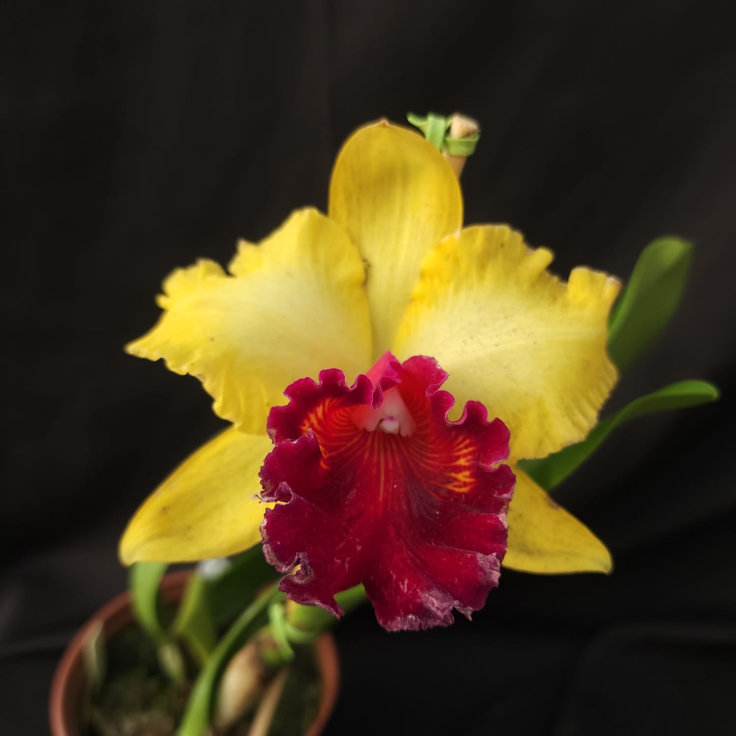 BLC Toshie Aoki Robin | Orquídea Amarela com Vermelho carmim