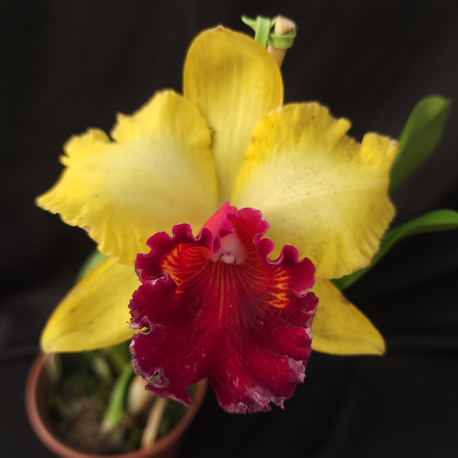 BLC Toshie Aoki Robin | Orquídea Amarela com Vermelho carmim