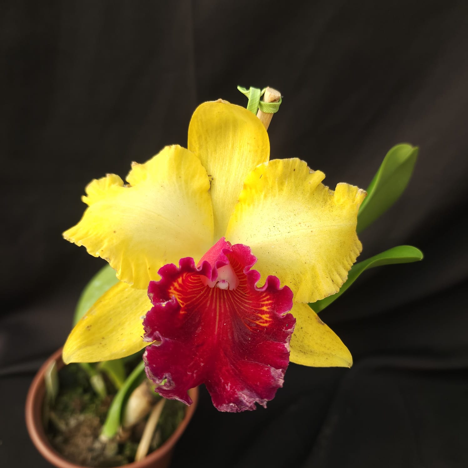 BLC Toshie Aoki Robin | Orquídea Amarela com Vermelho carmim