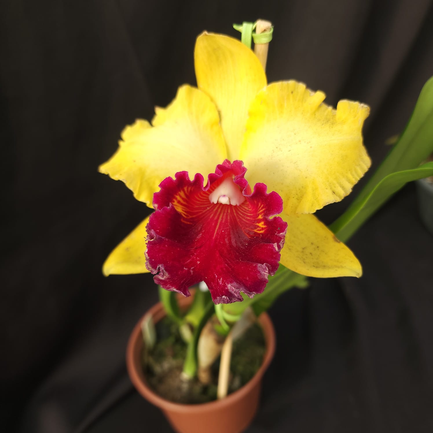 BLC Toshie Aoki Robin | Orquídea Amarela com Vermelho carmim