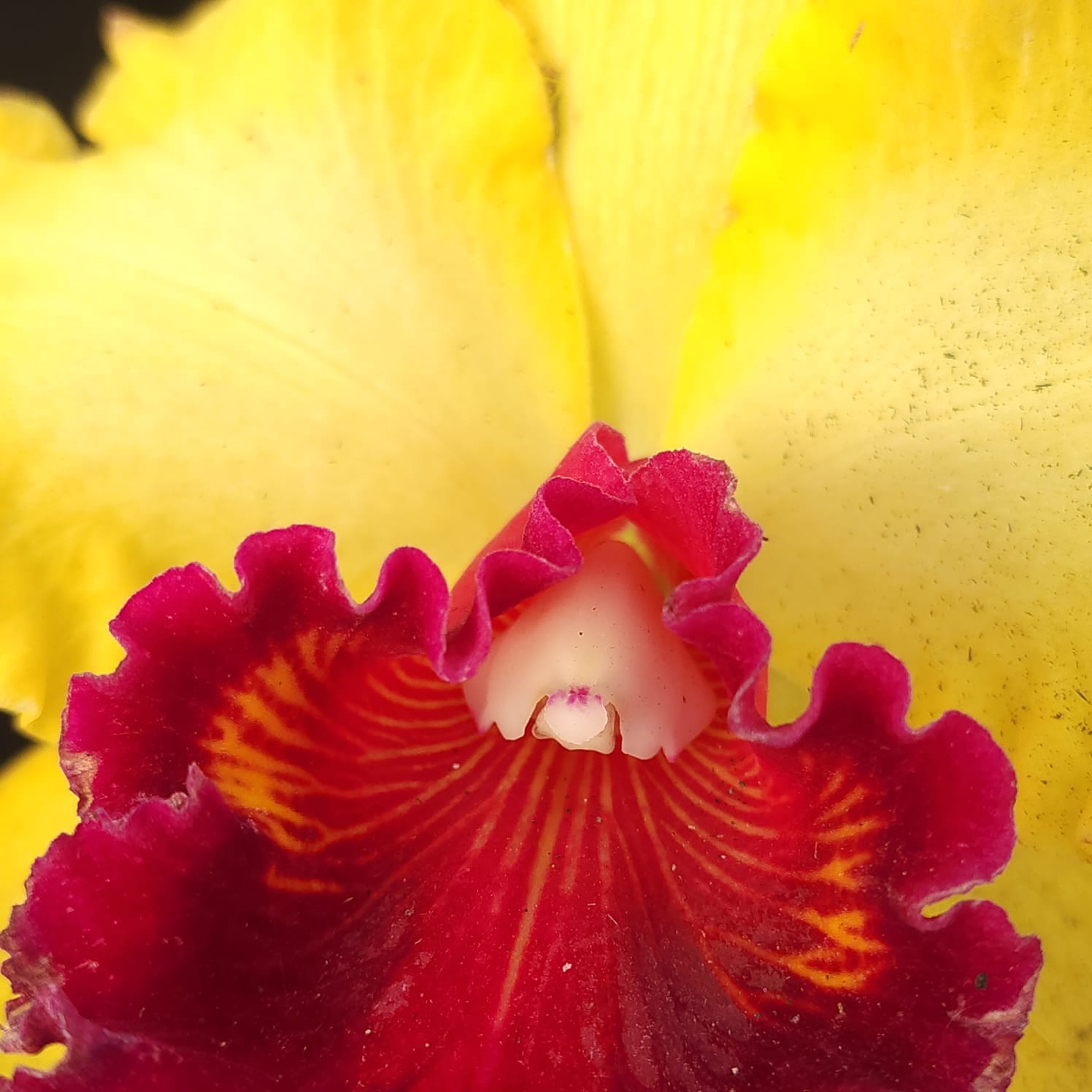 BLC Toshie Aoki Robin | Orquídea Amarela com Vermelho carmim