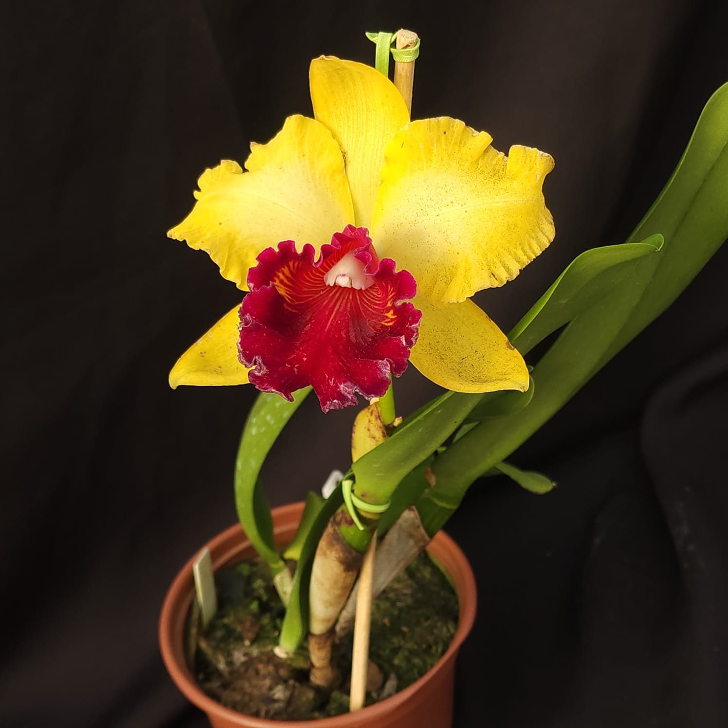 BLC Toshie Aoki Robin | Orquídea Amarela com Vermelho carmim