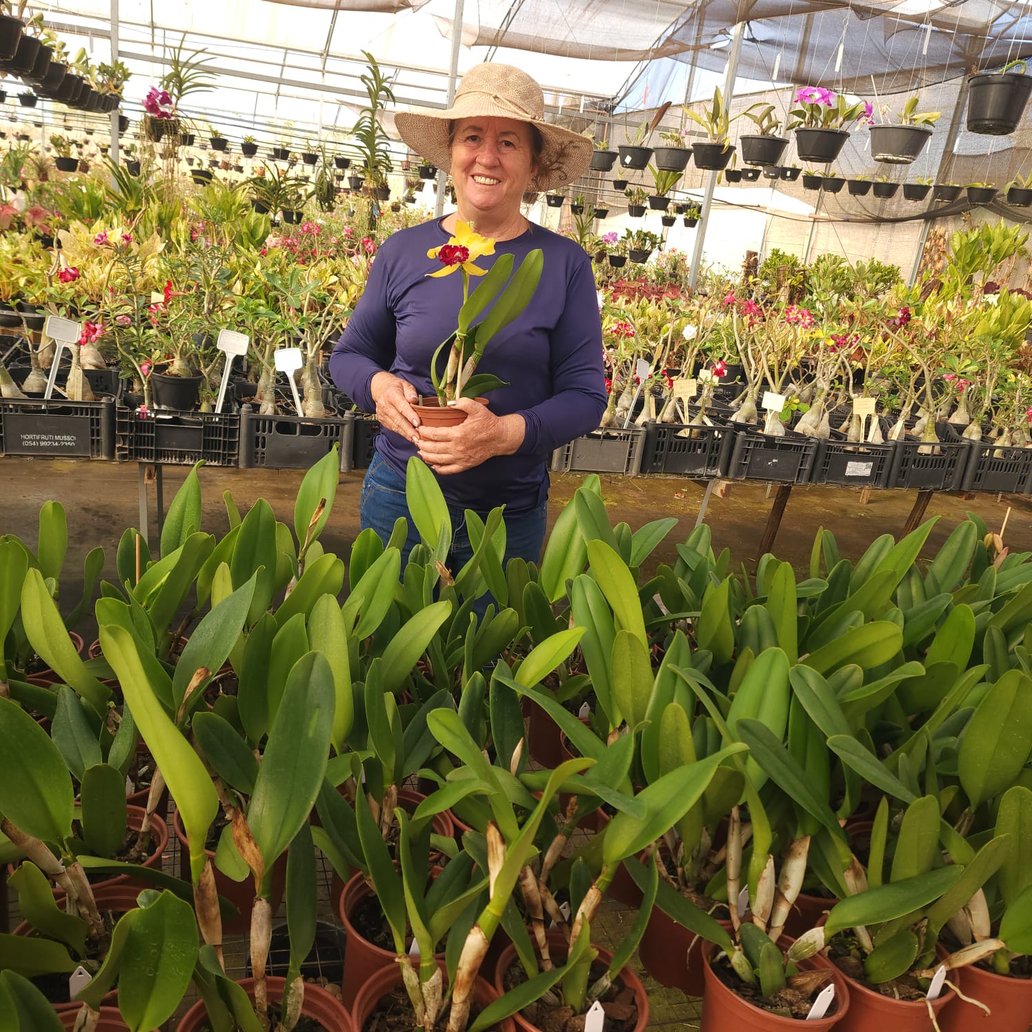 BLC Toshie Aoki Robin | Orquídea Amarela com Vermelho carmim