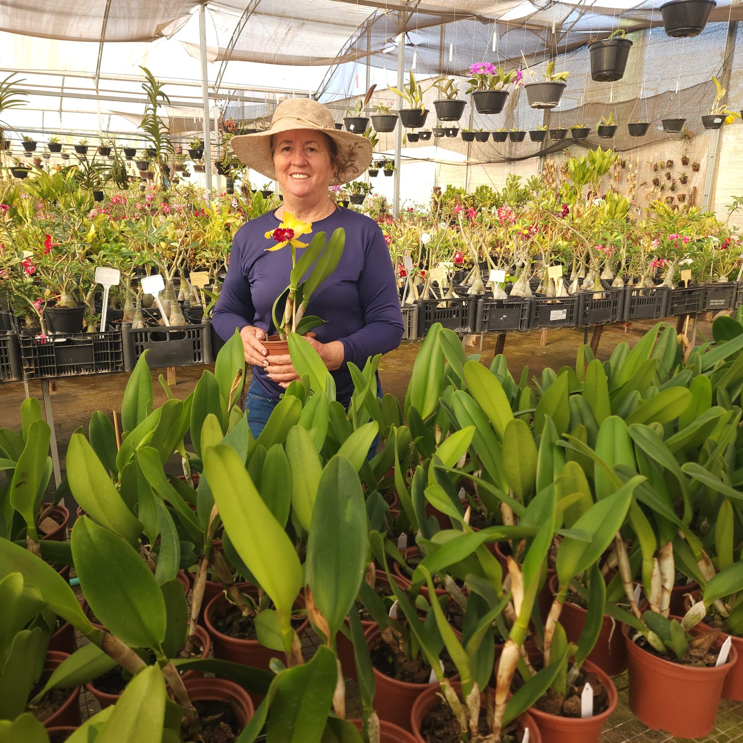 BLC Toshie Aoki Robin | Orquídea Amarela com Vermelho carmim