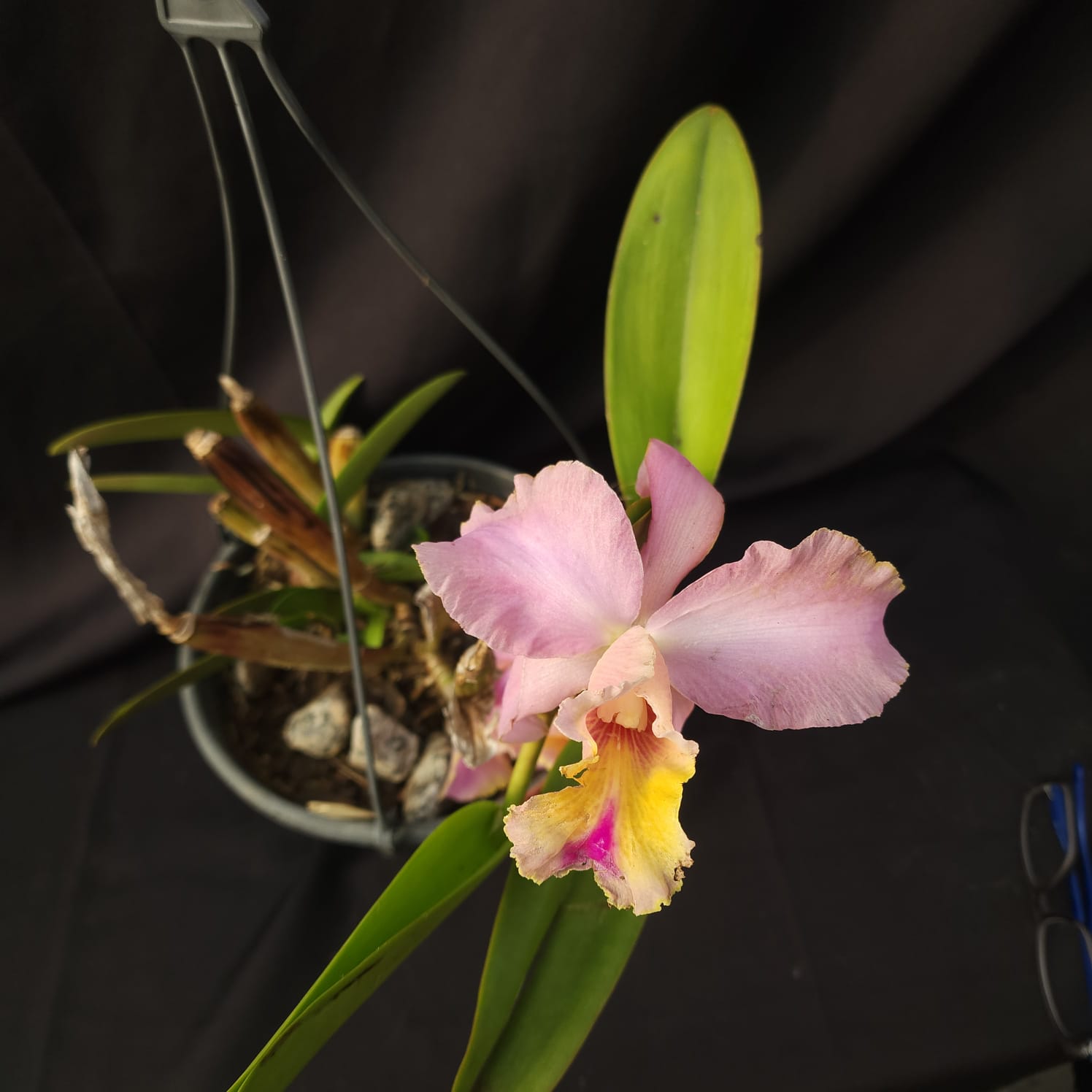 BLC George King Serendipity | Orquídea