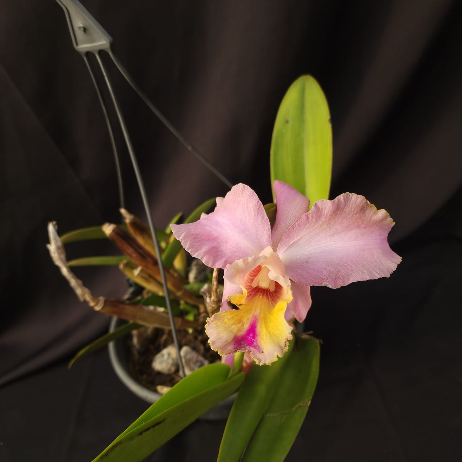 BLC George King Serendipity | Orquídea