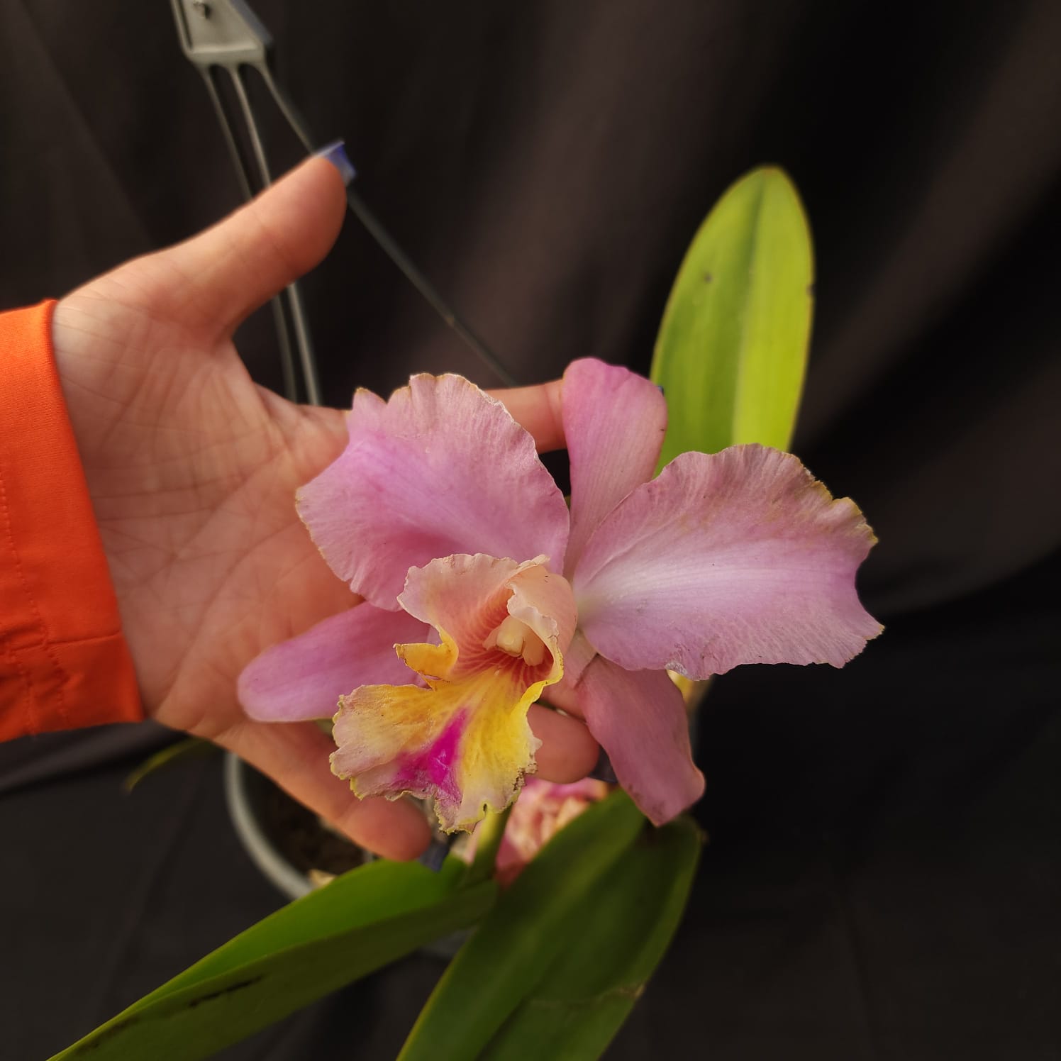 BLC George King Serendipity | Orquídea