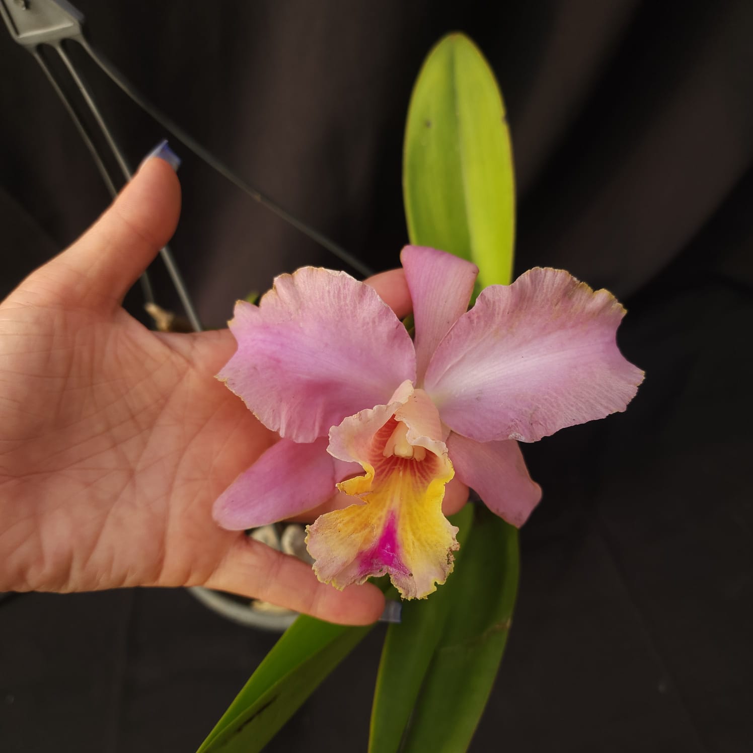 BLC George King Serendipity | Orquídea