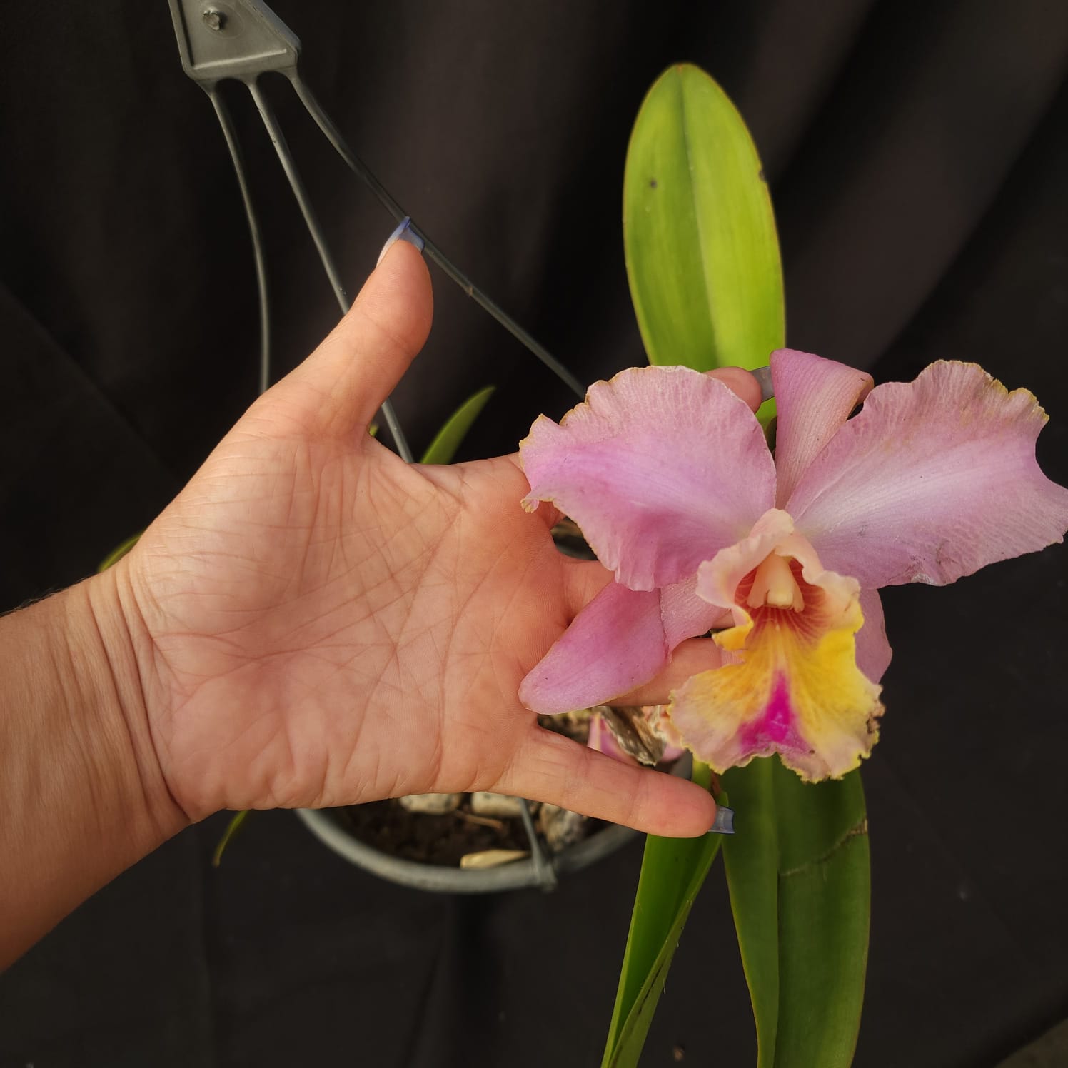 BLC George King Serendipity | Orquídea