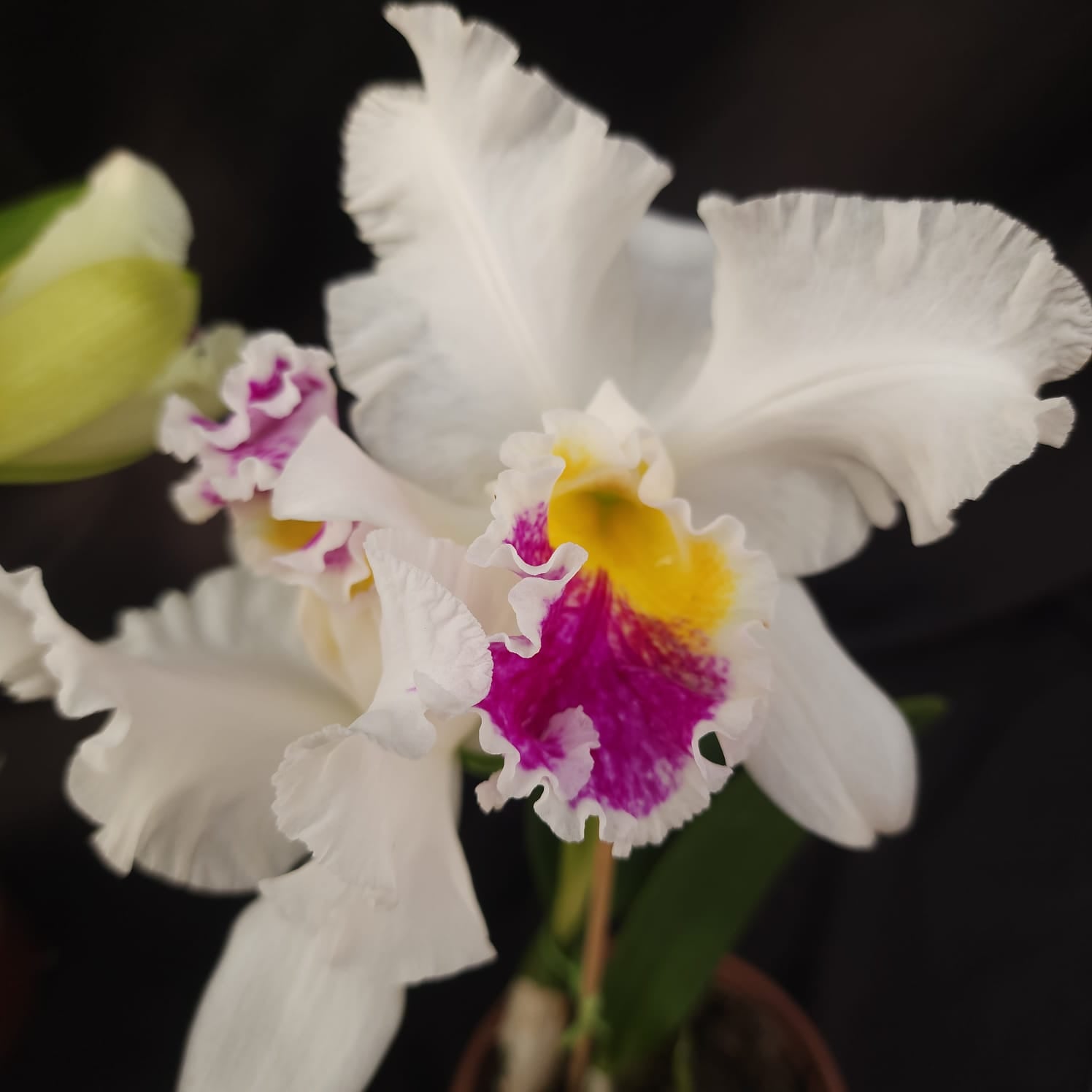 Mildred Rivers X Enid Moore | Orquídea Branca Com labelo pink intenso e amarelo