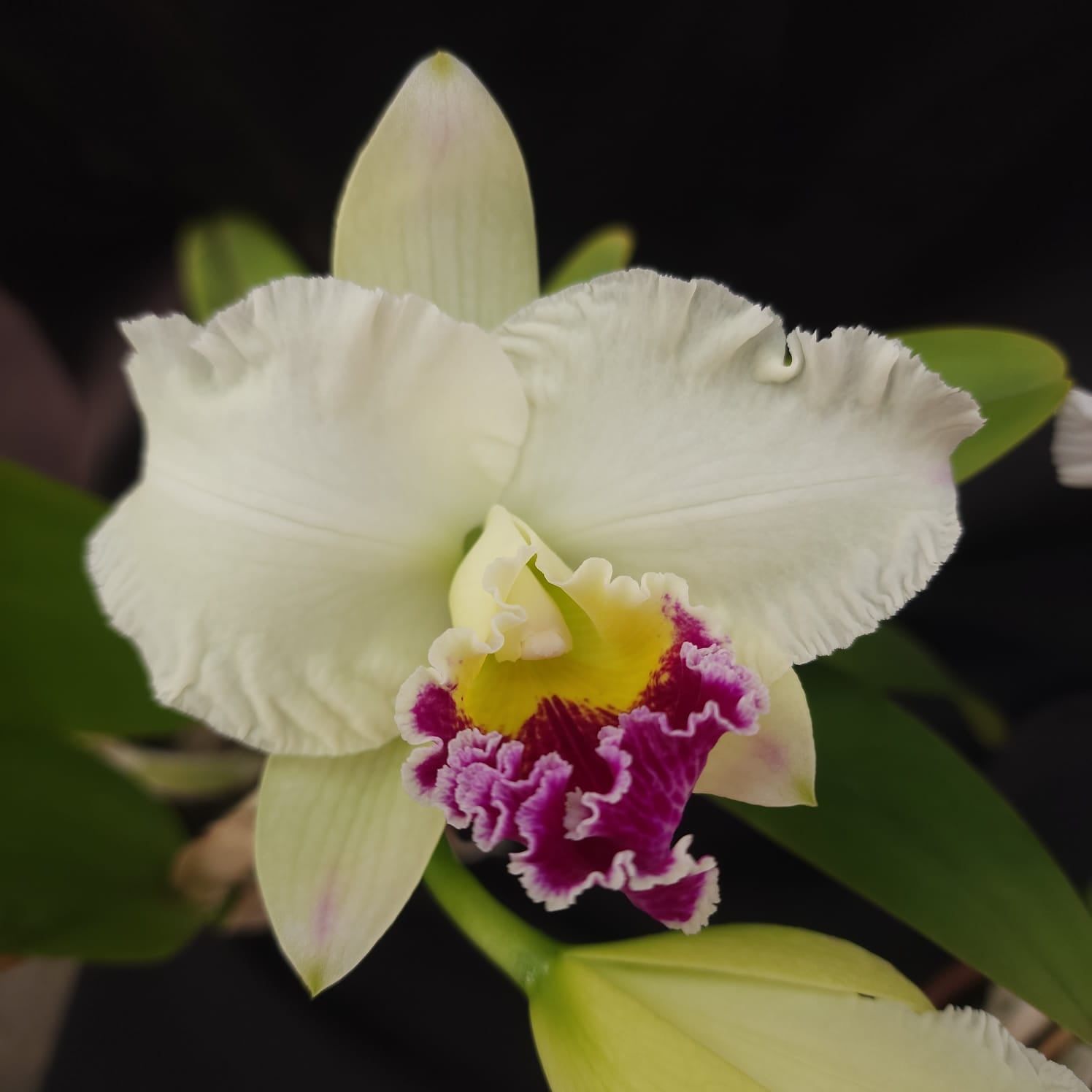 Mildred Rivers X Enid Moore | Orquídea Branca Com labelo pink intenso e amarelo