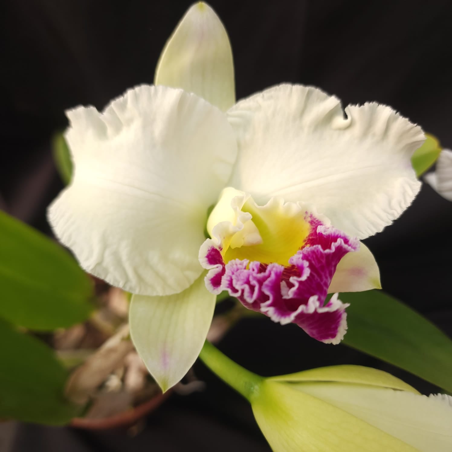 Mildred Rivers X Enid Moore | Orquídea Branca Com labelo pink intenso e amarelo