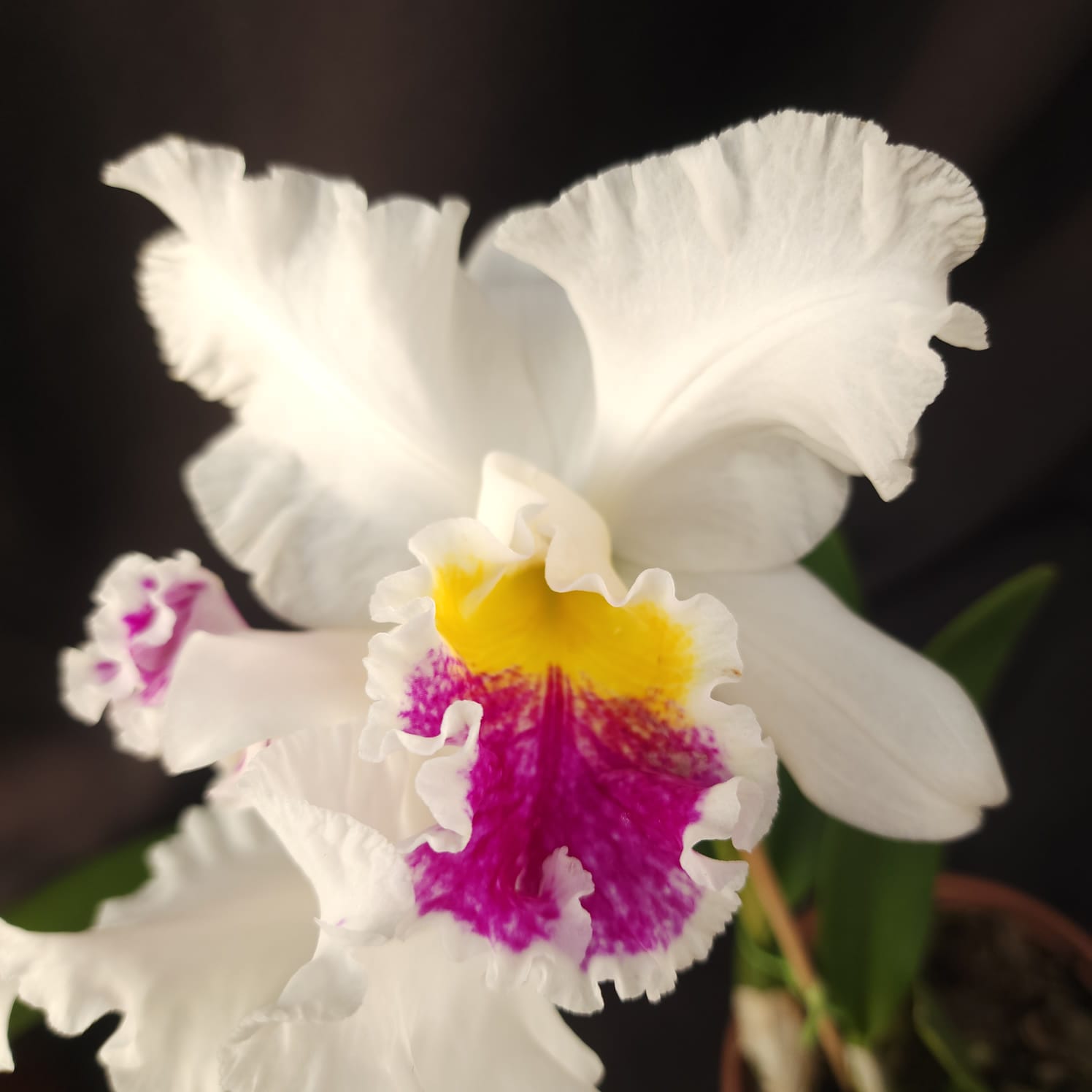 Mildred Rivers X Enid Moore | Orquídea Branca Com labelo pink intenso e amarelo