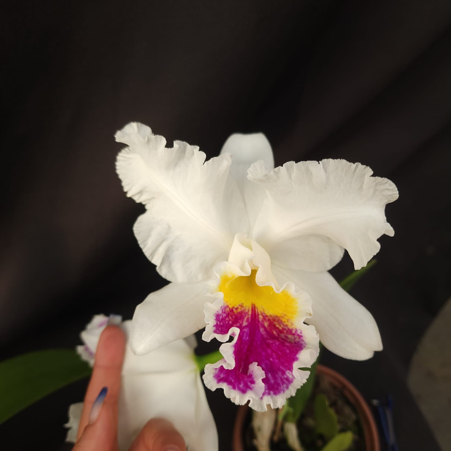 Mildred Rivers X Enid Moore | Orquídea Branca Com labelo pink intenso e amarelo