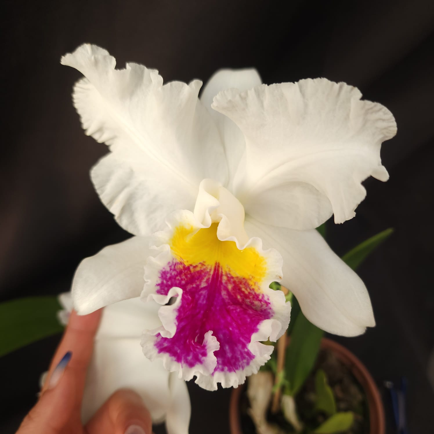 Mildred Rivers X Enid Moore | Orquídea Branca Com labelo pink intenso e amarelo