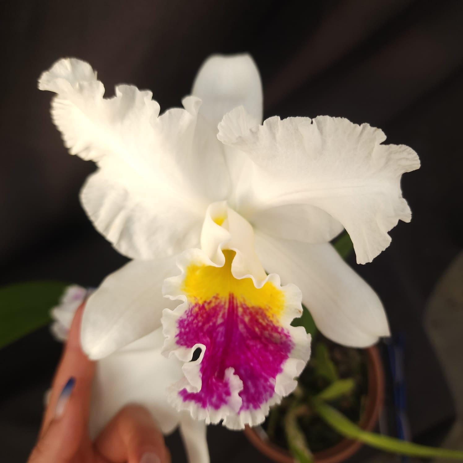 Mildred Rivers X Enid Moore | Orquídea Branca Com labelo pink intenso e amarelo