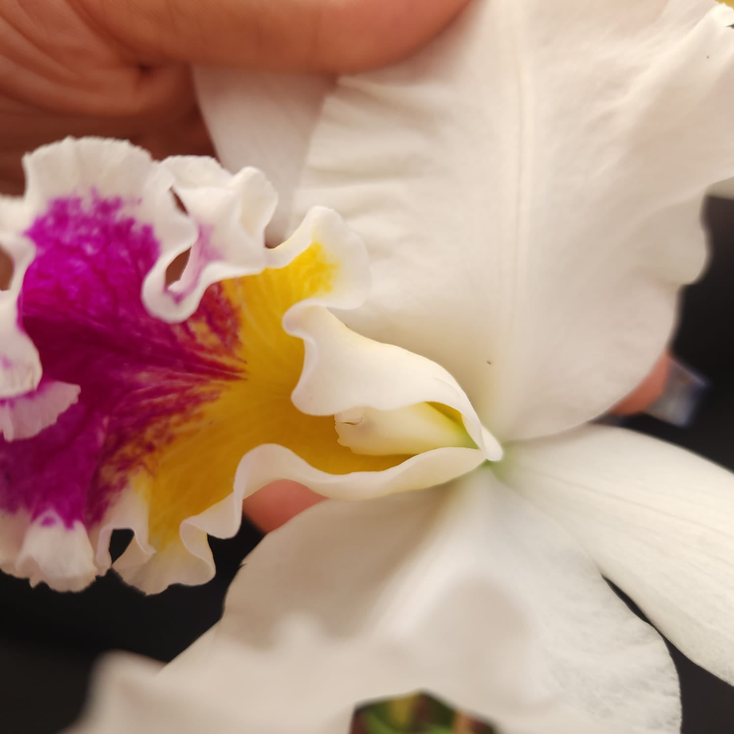 Mildred Rivers X Enid Moore | Orquídea Branca Com labelo pink intenso e amarelo