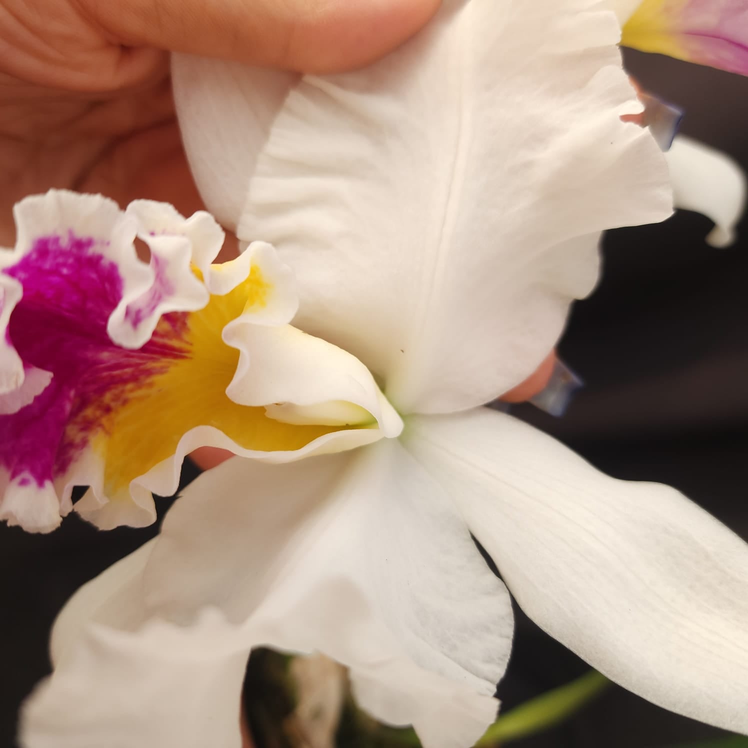 Mildred Rivers X Enid Moore | Orquídea Branca Com labelo pink intenso e amarelo