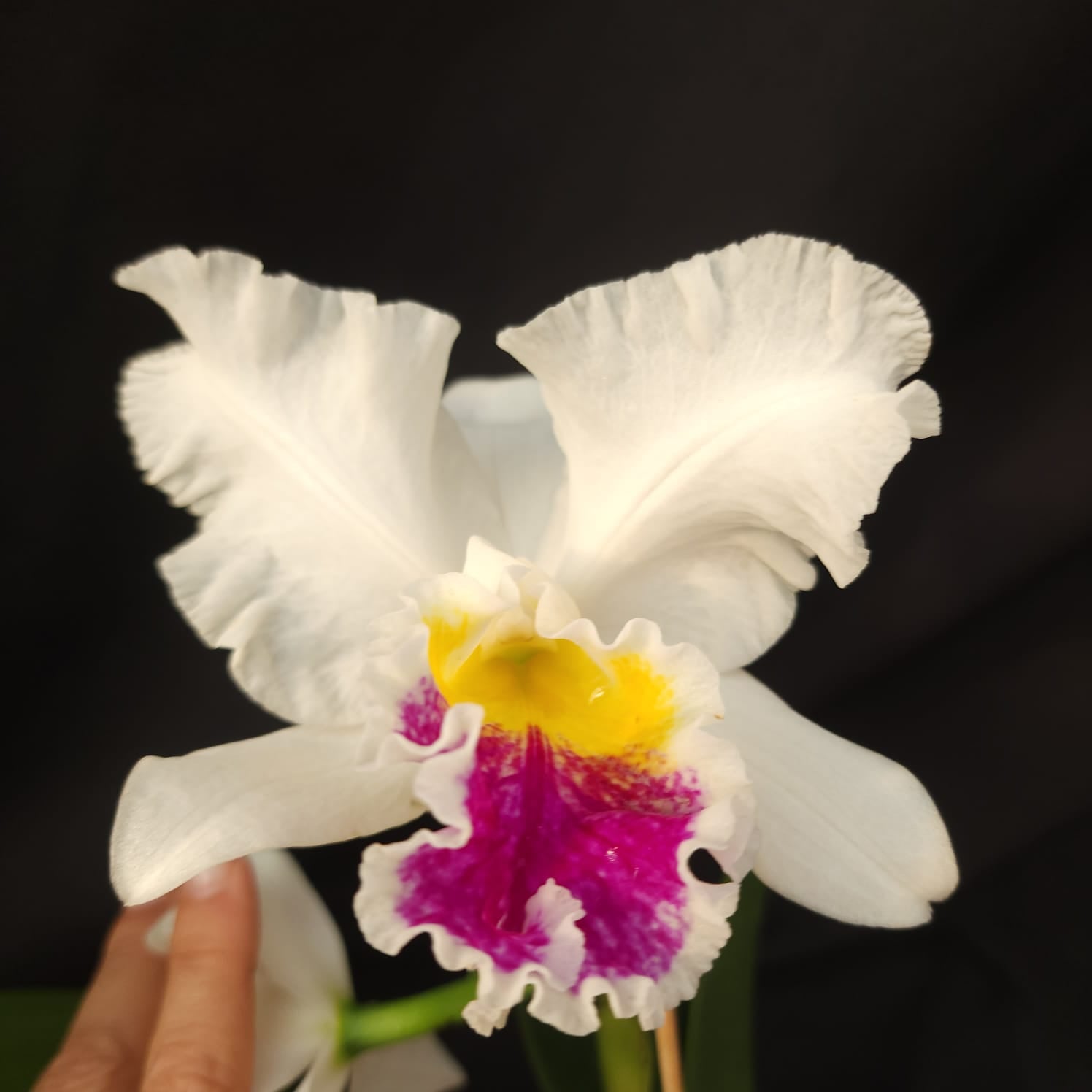 Mildred Rivers X Enid Moore | Orquídea Branca Com labelo pink intenso e amarelo