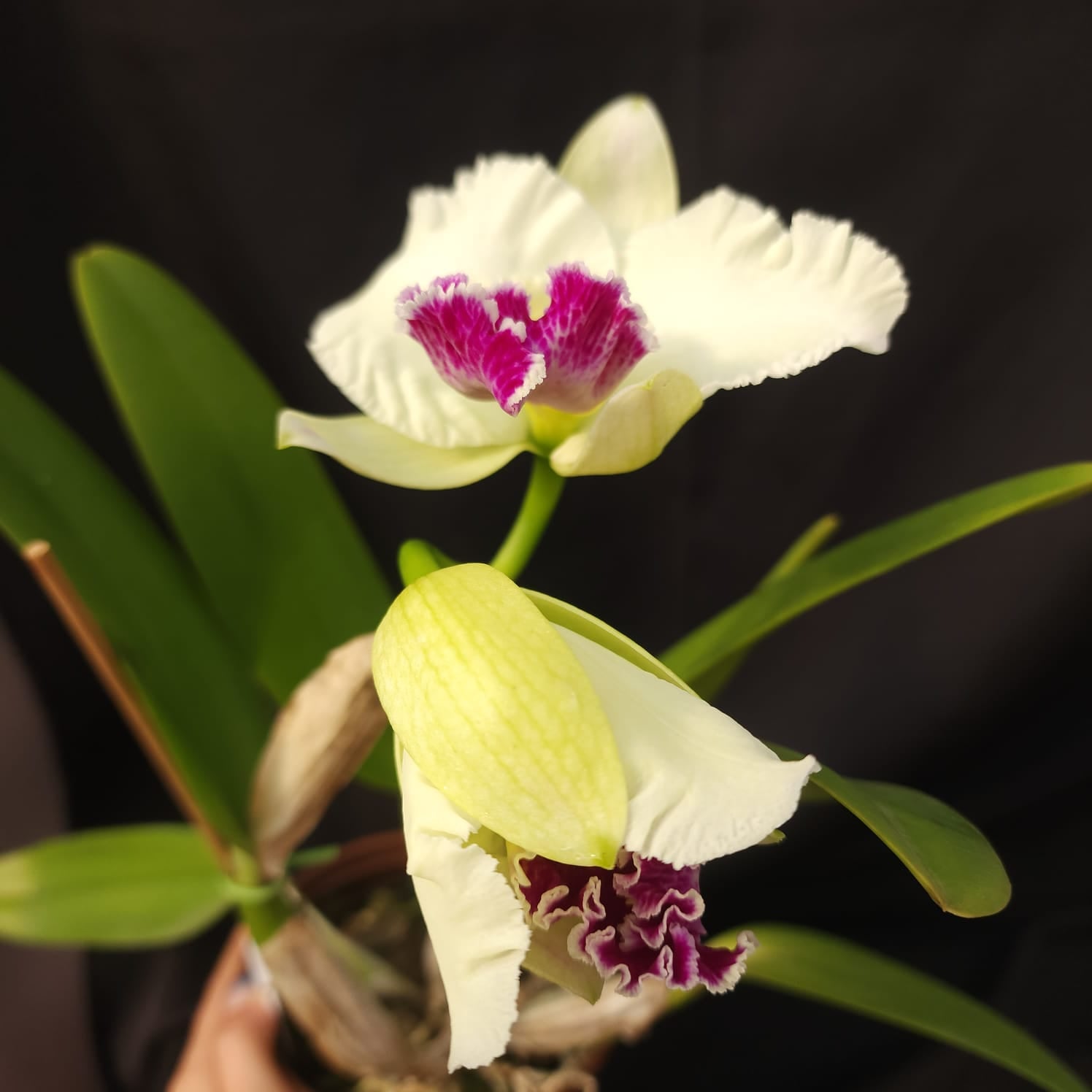 Mildred Rivers X Enid Moore | Orquídea Branca Com labelo pink intenso e amarelo